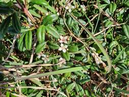 Image of Zieria prostrata J. A. Armstr.