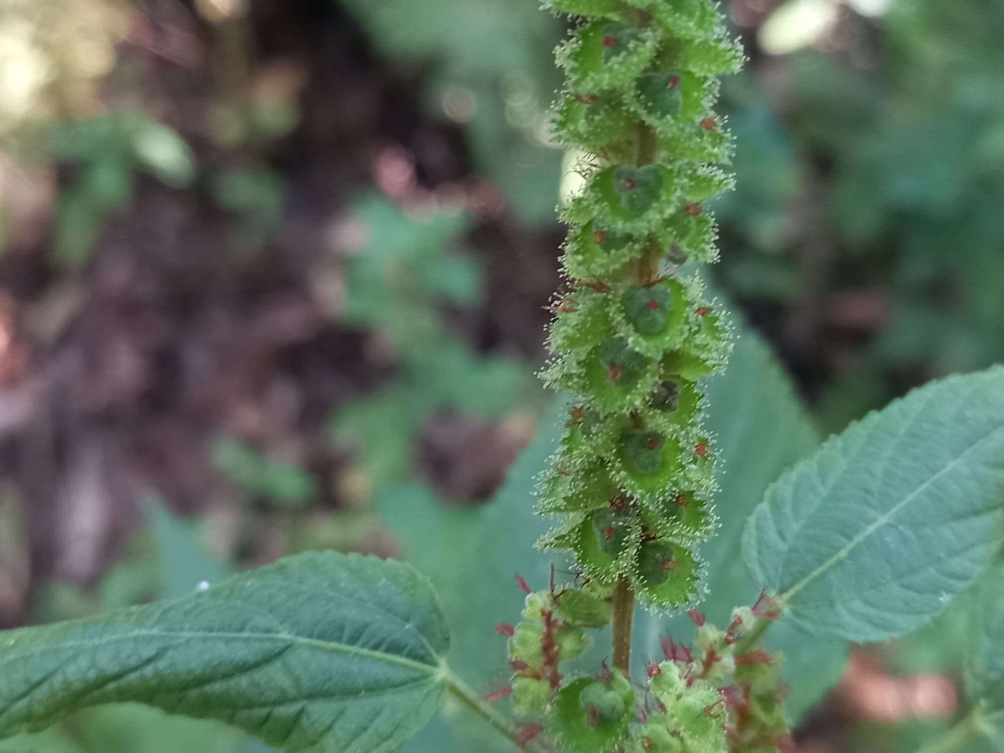 Image of Acalypha mollis Kunth