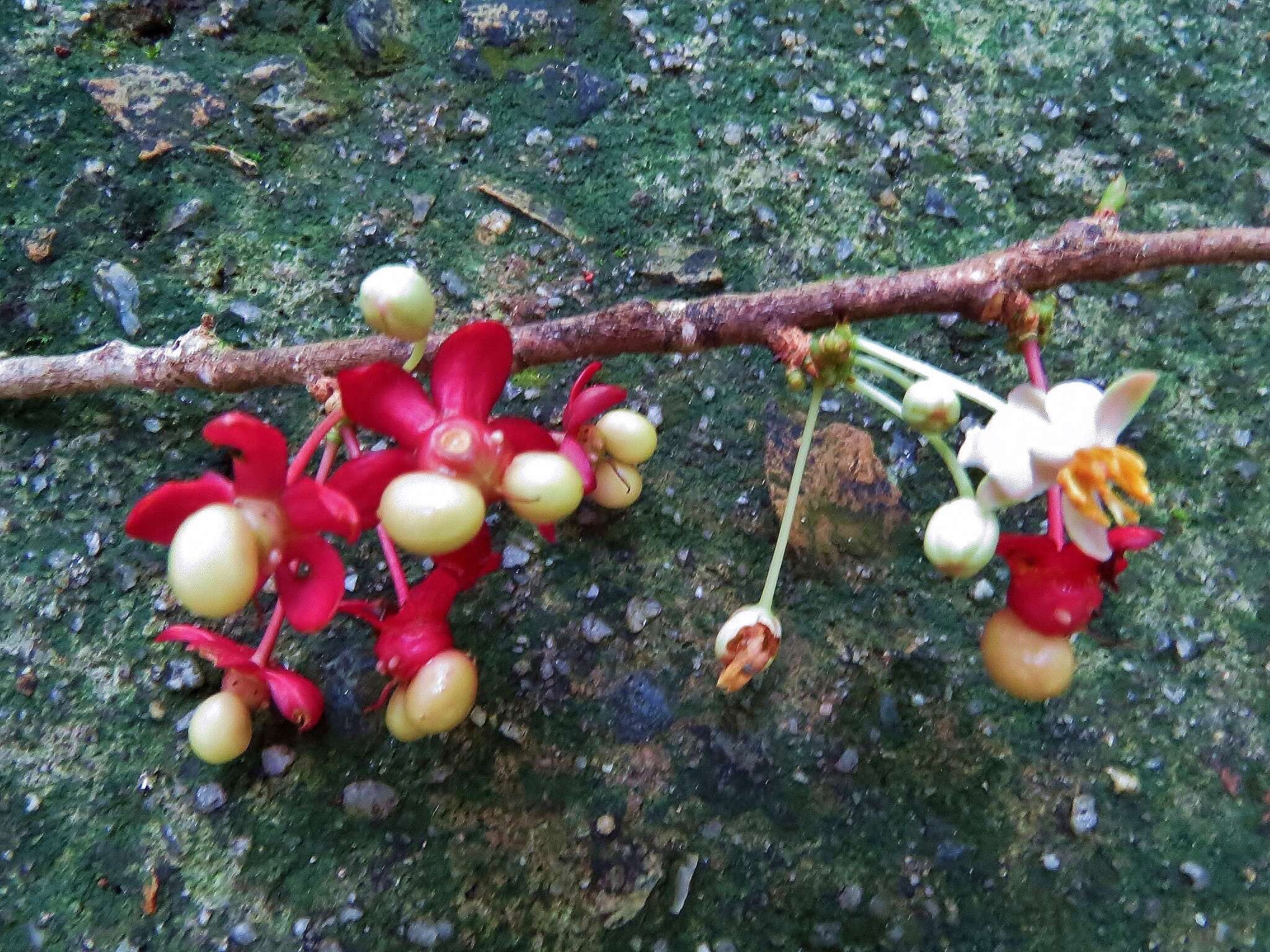 Brackenridgea australiana F. Muell.的圖片