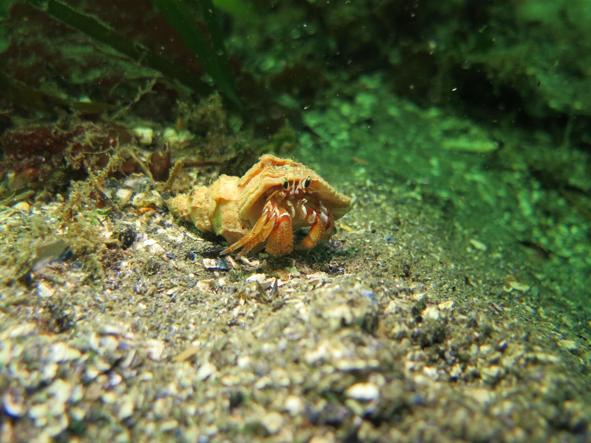 Image of armed hermit crab