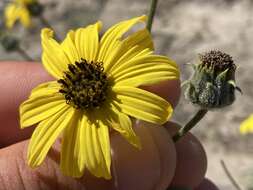 Слика од Helianthus niveus subsp. niveus