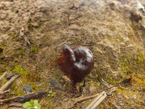 Imagem de Gyromitra infula (Schaeff.) Quél. 1886