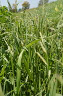 Image of hairy cupgrass