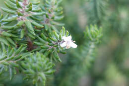 Image of Westringia senifolia F. Muell.