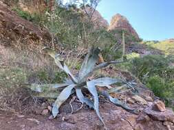 Слика од Agave sobria Brandegee