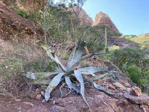 Слика од Agave sobria Brandegee