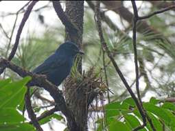 Image of Unicolored Jay