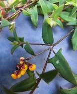 Plancia ëd Chenopodium nutans subsp. nutans