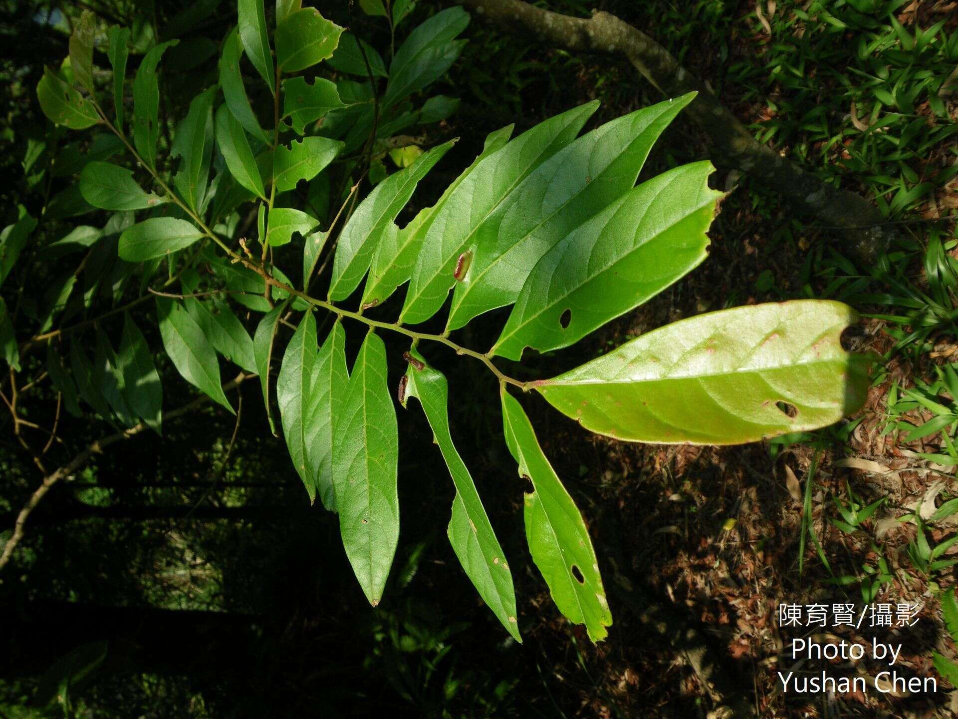 Слика од Phyllanthus meghalayensis Chakrab. & N. P. Balakr.