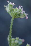 Image of spreading hedgeparsley