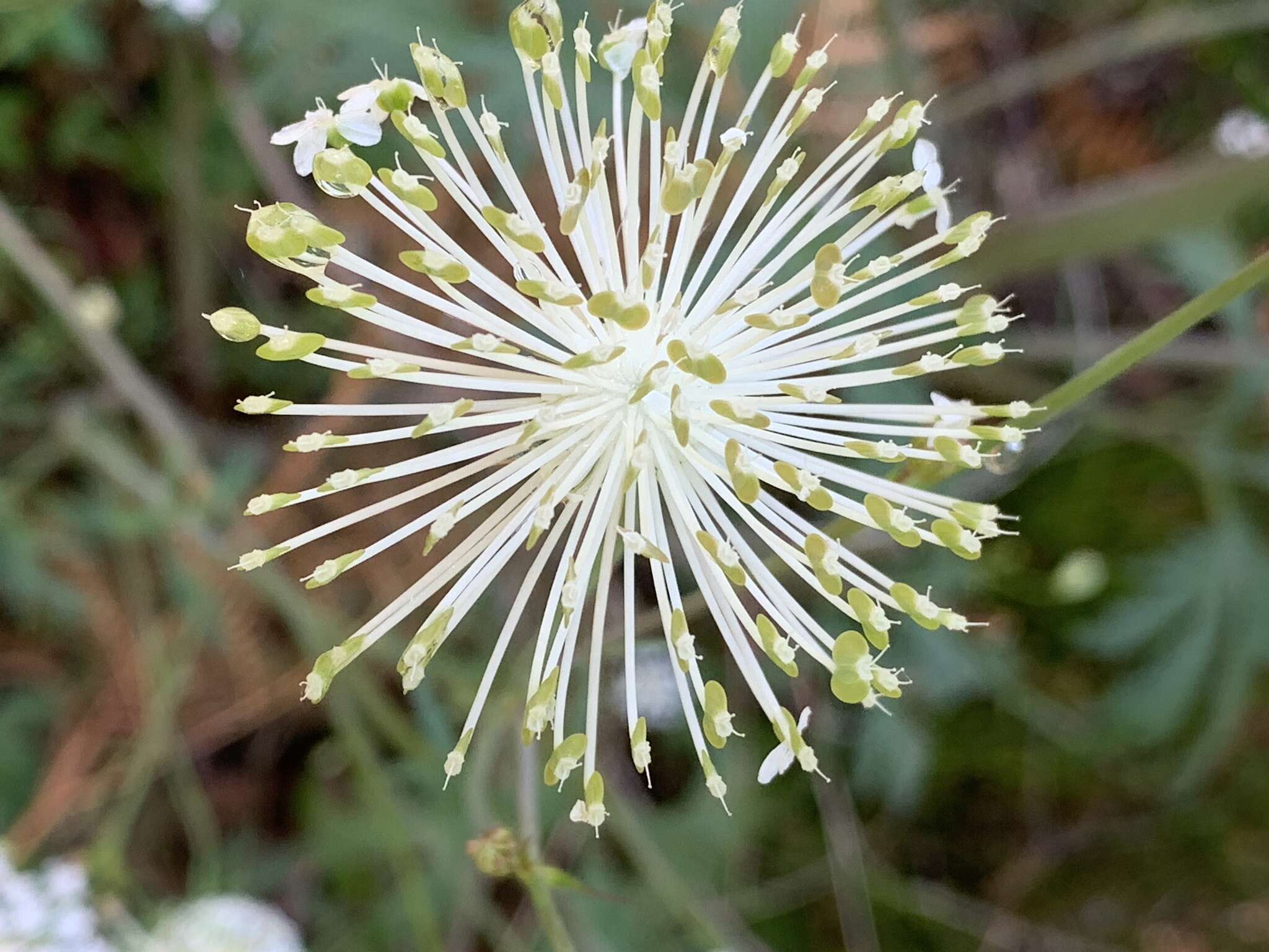 Imagem de Trachymene composita var. composita