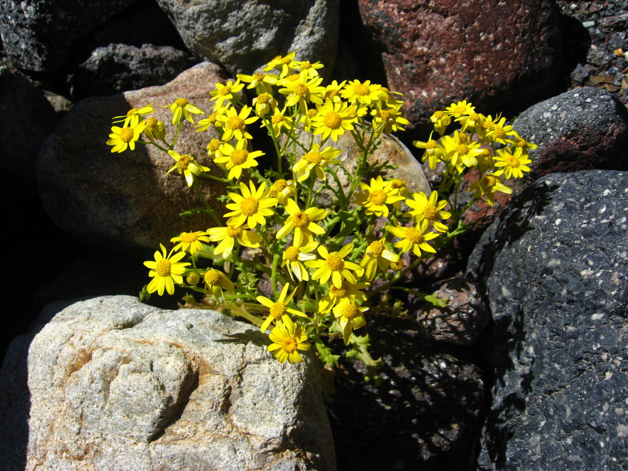 Plancia ëd Senecio leucanthemifolius subsp. caucasicus (DC.) Greuter