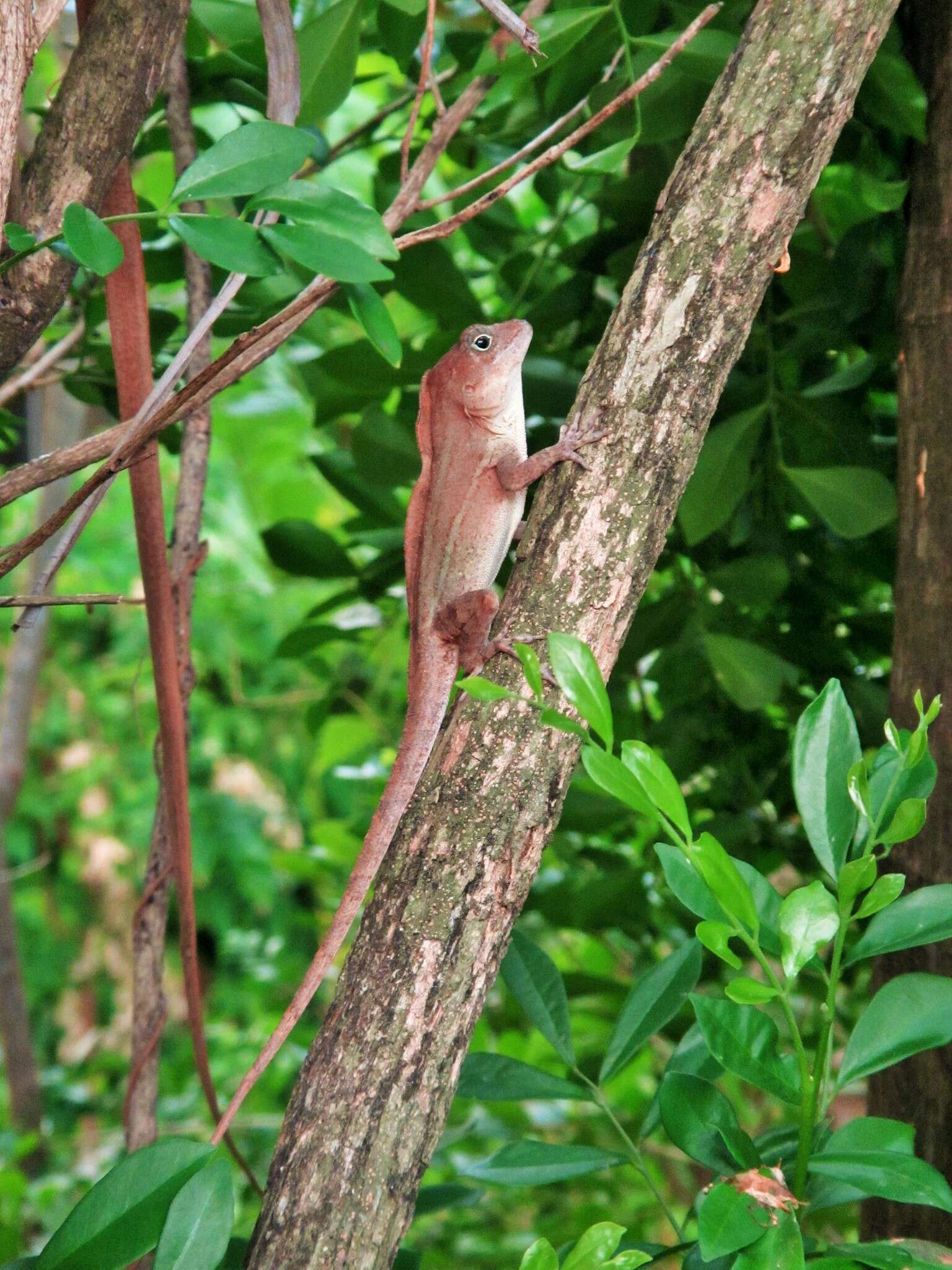 Anolis cybotes Cope 1862 resmi