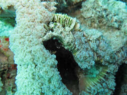 Image of Bubble coral