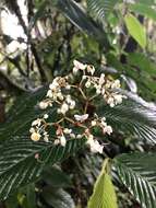 Image of Begonia cooperi C. DC.