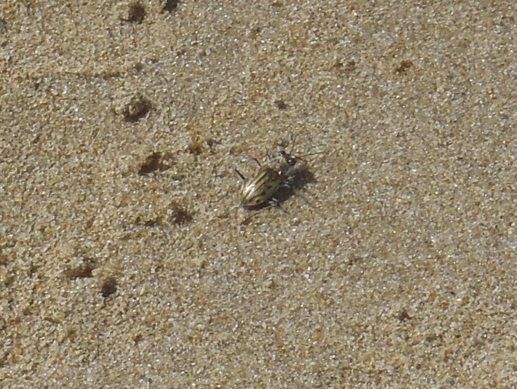 Слика од Habrodera capensis (Linnaeus 1764)