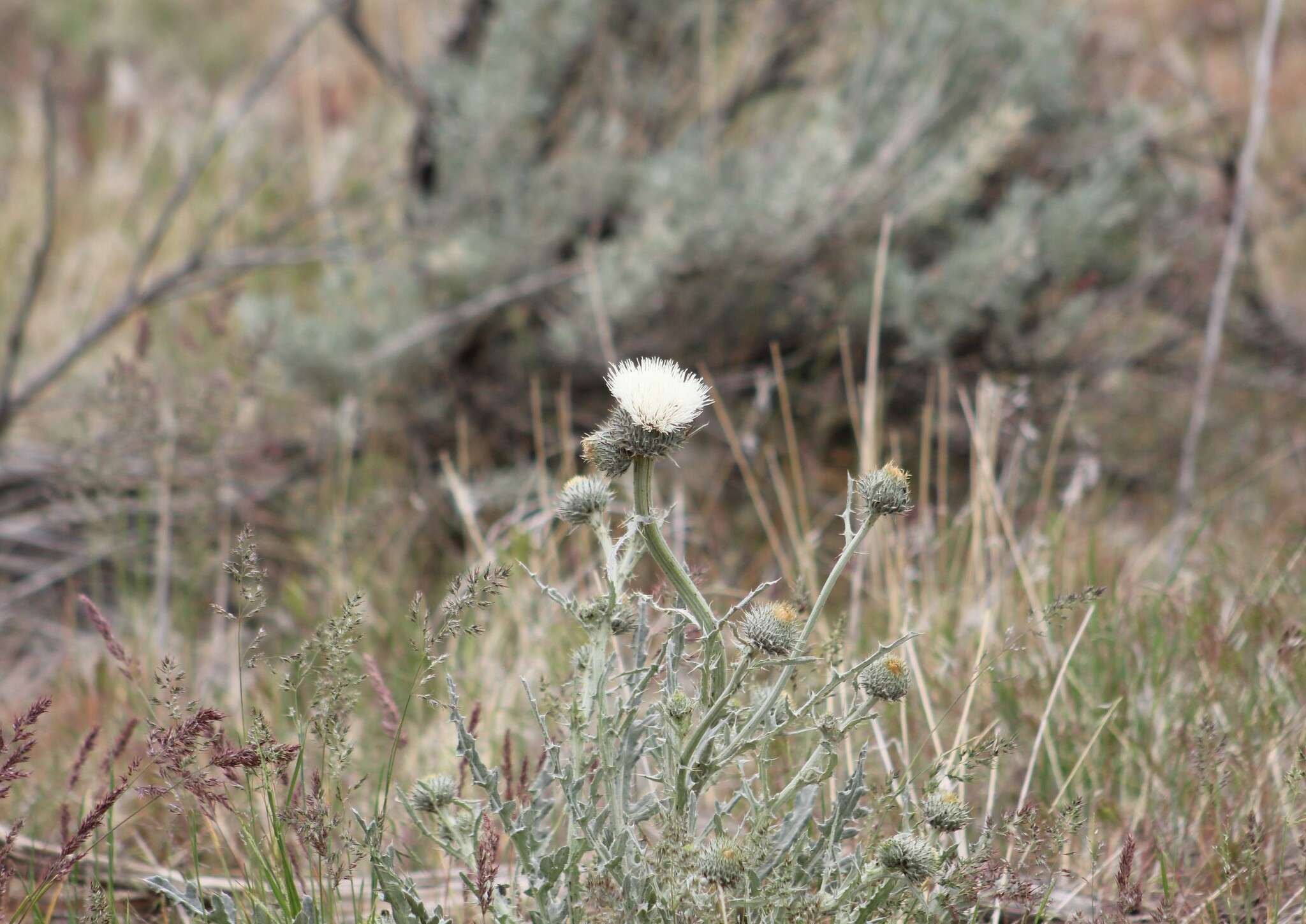 Cirsium cymosum (Greene) J. T. Howell的圖片