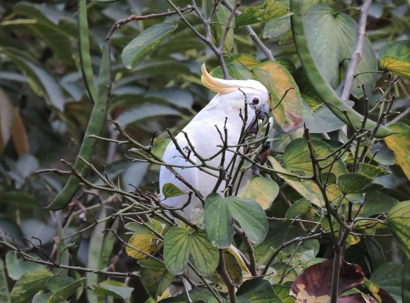 Sivun celebesinkakadu kuva