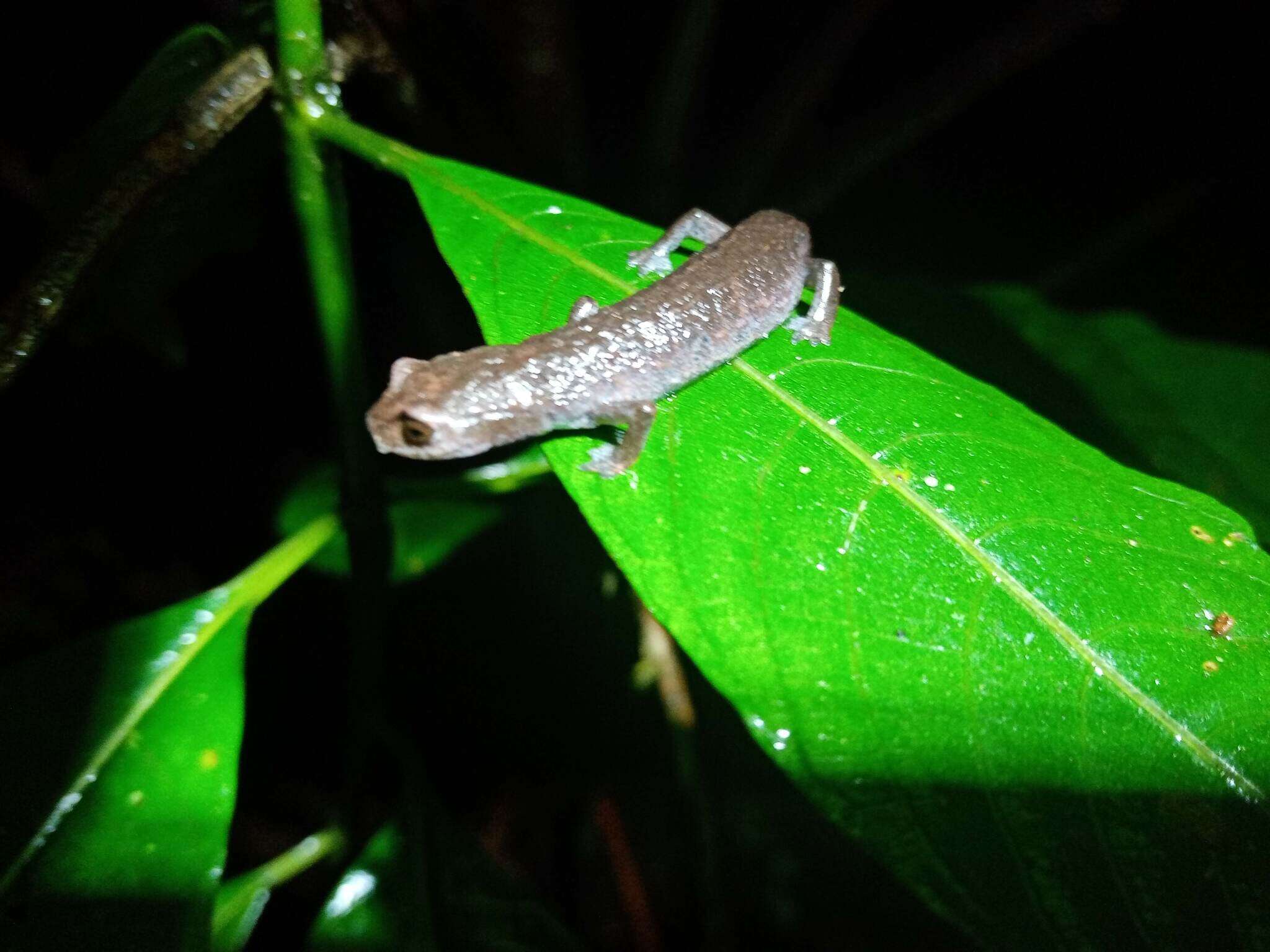 Image of Aquiloeurycea quetzalanensis (Parra-Olea, Canseco-Márquez & García-París 2004)