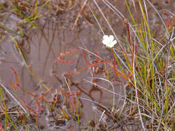 Image of Drosera binata Labill.