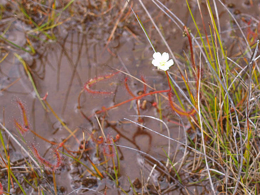 Image of Drosera binata Labill.