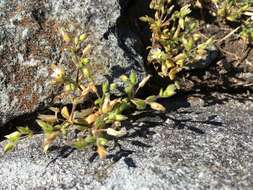 Image of fourstamen chickweed