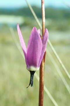 Plancia ëd Dodecatheon jeffreyanum K. Koch