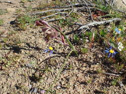 Image of Gladiolus ceresianus L. Bolus