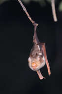 Image of Diadem Horseshoe-bat