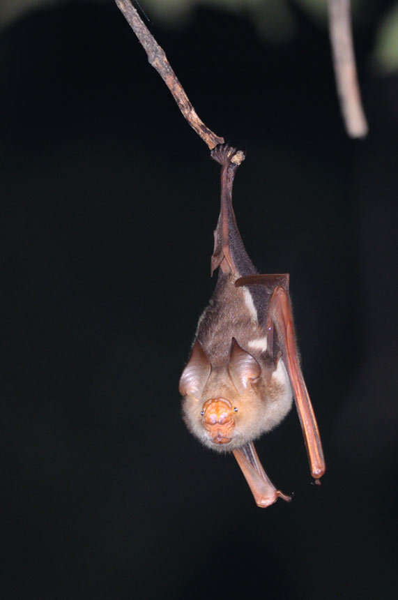 Hipposideros diadema (É. Geoffroy Saint-Hilaire 1813) resmi