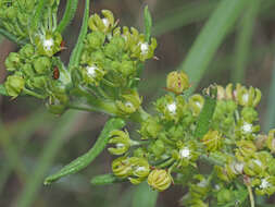 Schizoglossum bidens subsp. bidens的圖片