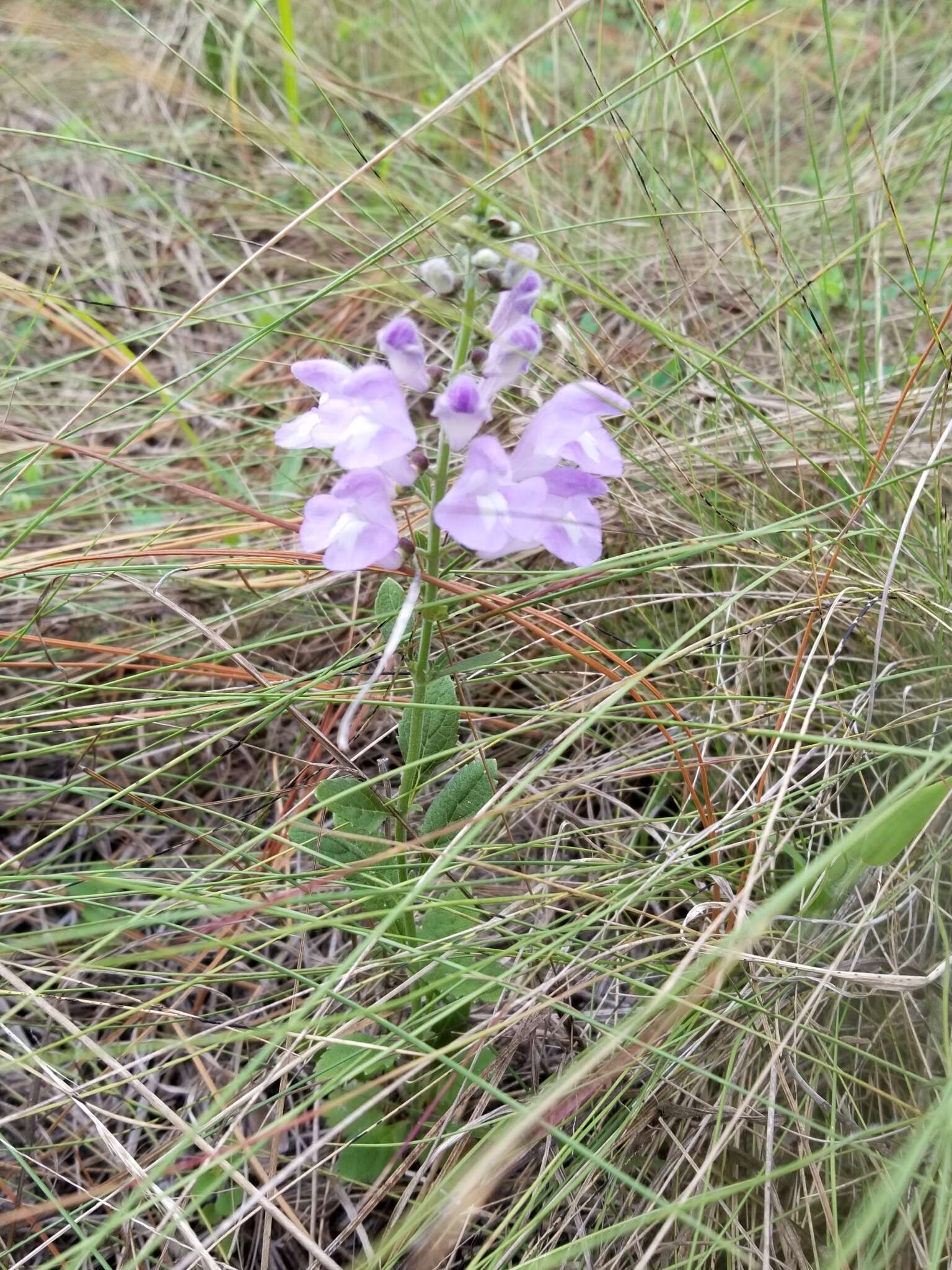 Image de Scutellaria arenicola Small