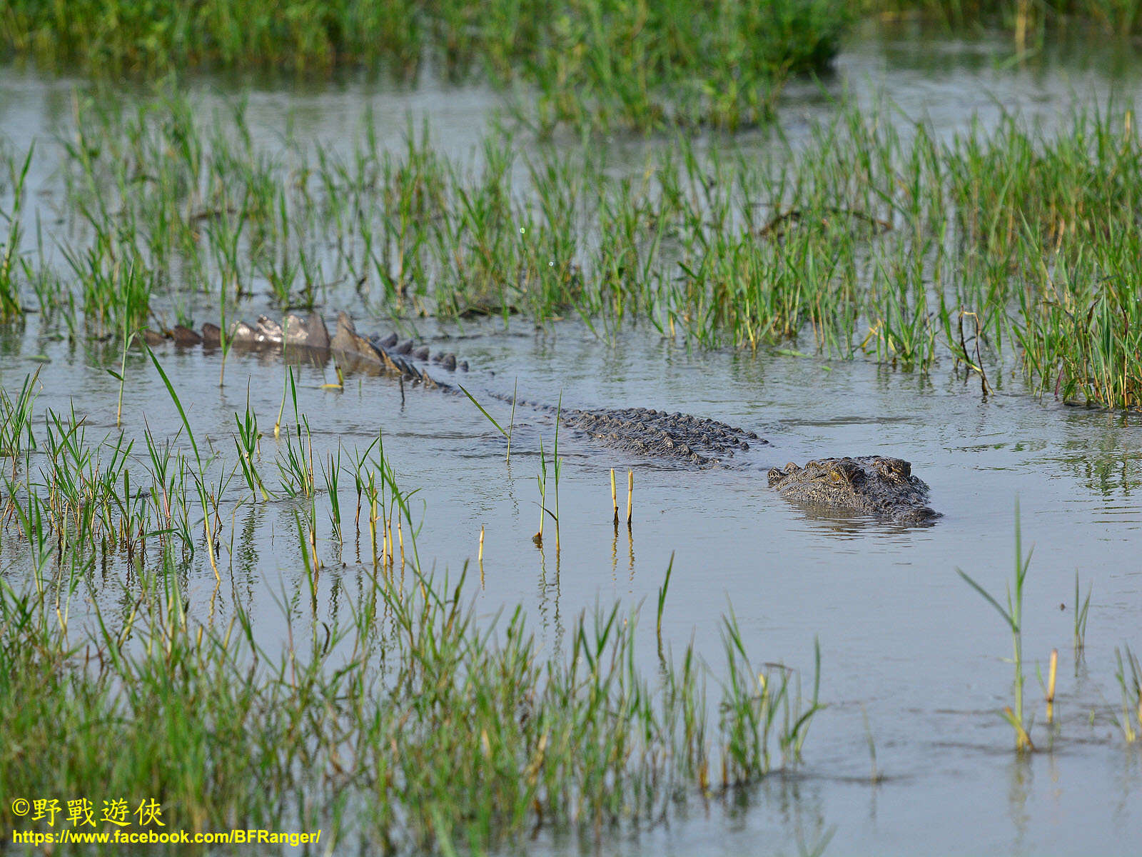 Image of Broad-snouted Crocodile