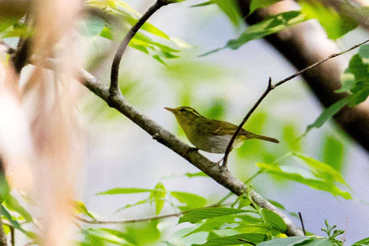 Image of Yellow-vented Warbler