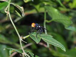 Sivun Silbomyia cyanea (Matsumura 1916) kuva