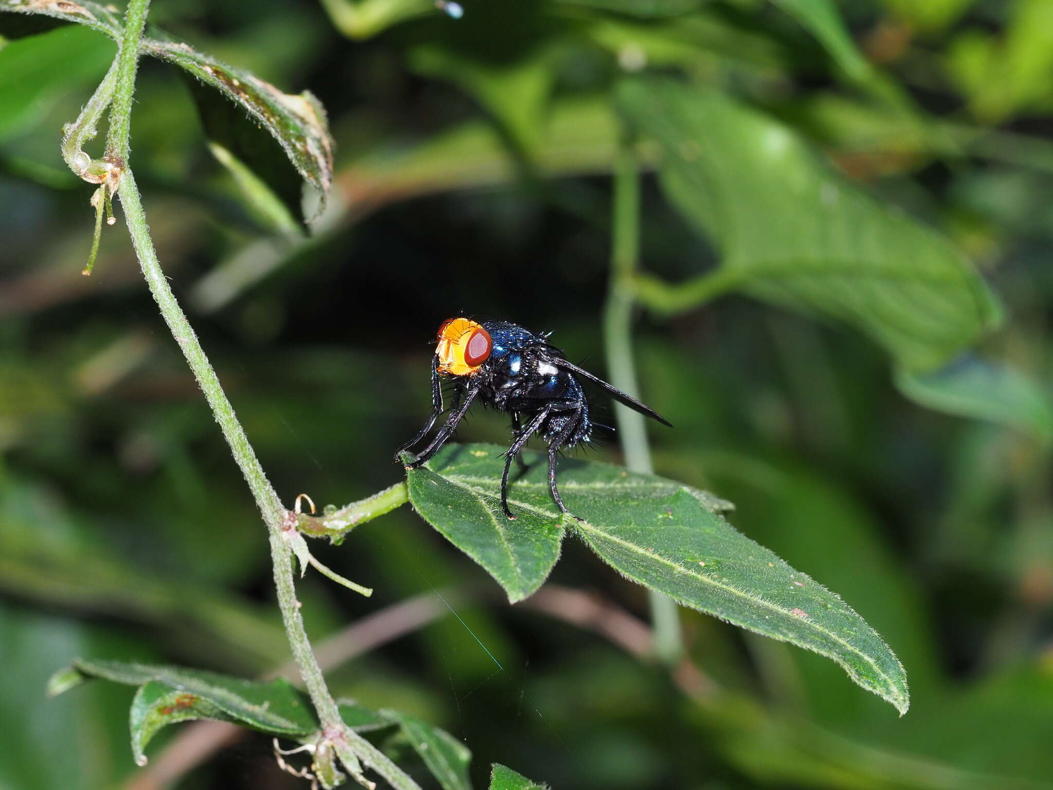 Слика од Silbomyia cyanea (Matsumura 1916)