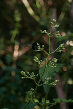 Image de Scrophularia smithii Hornem.