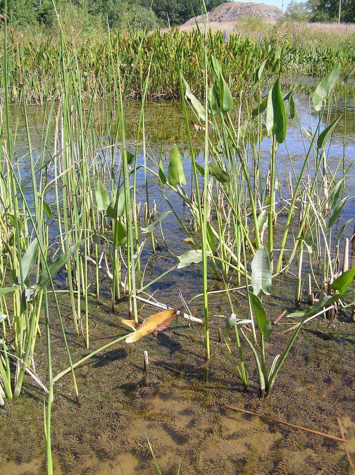 Слика од Hydrilla