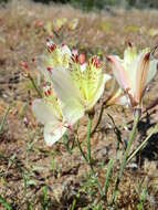 Image of Alstroemeria diluta Ehr. Bayer