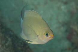 Слика од Pycnochromis ovatiformis (Fowler 1946)