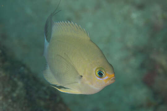 Слика од Pycnochromis ovatiformis (Fowler 1946)