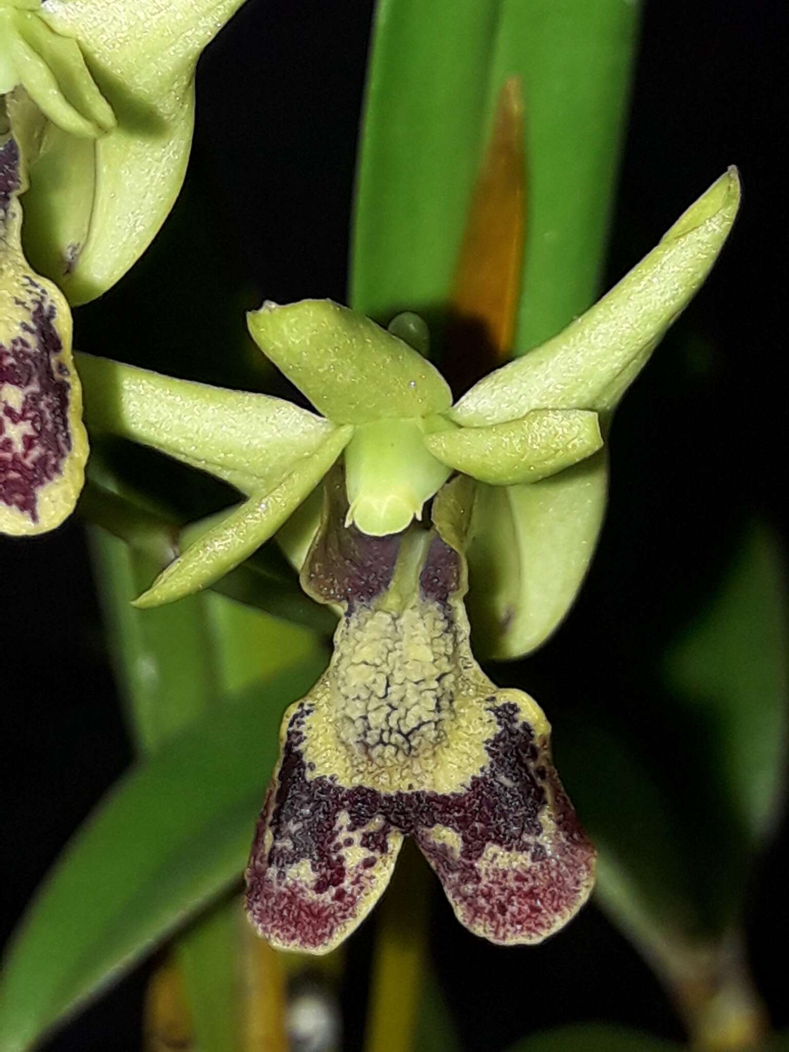 Image of Dendrobium poissonianum Schltr.