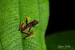 Image of Pink-sided Treefrog