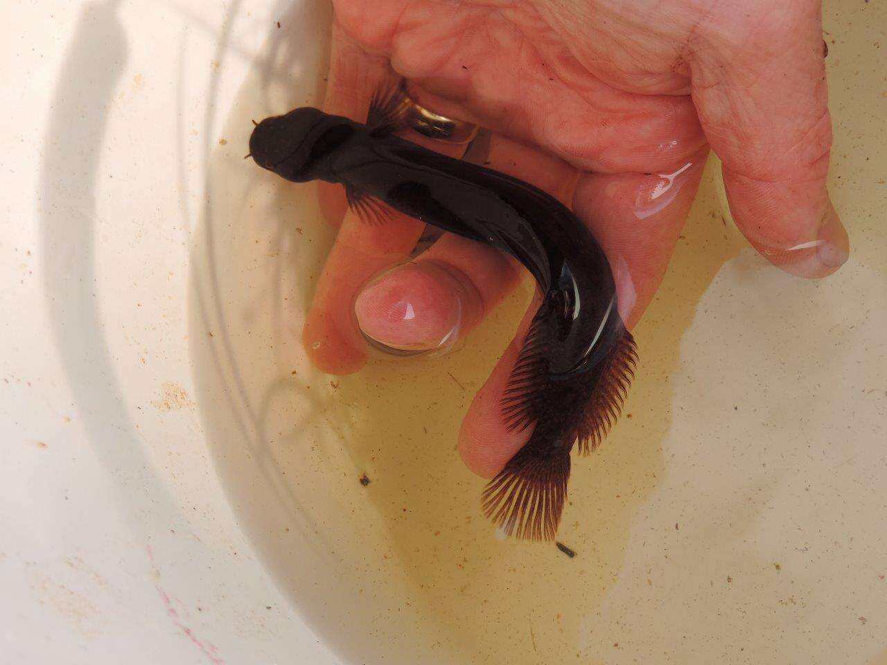 Image of Brown Mudfish