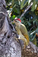 Image of Green-backed Woodpecker