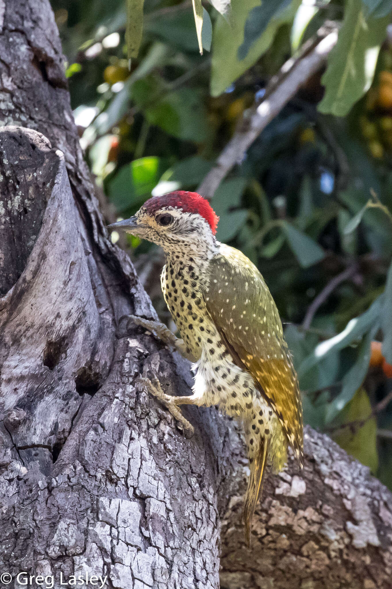 Image of Green-backed Woodpecker