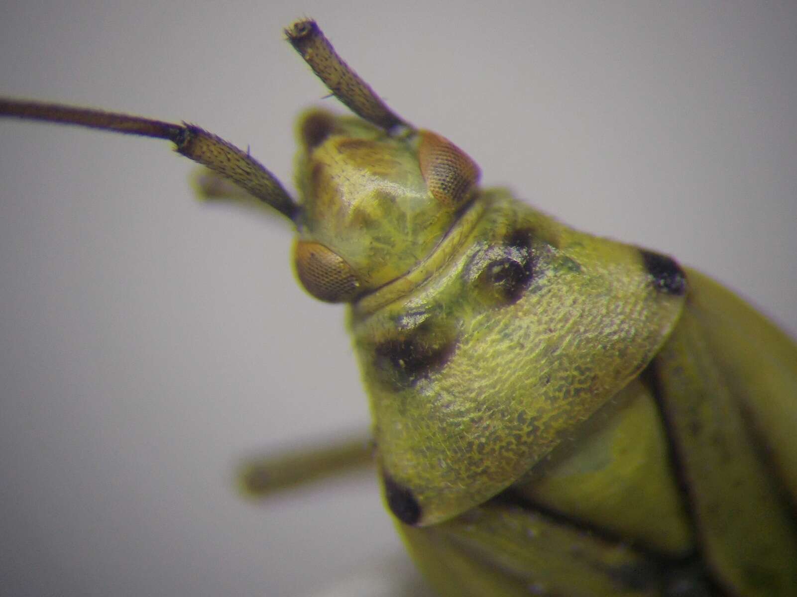 Image of Stenotus tesquorum Akramovskaya & Kerzhner 1978