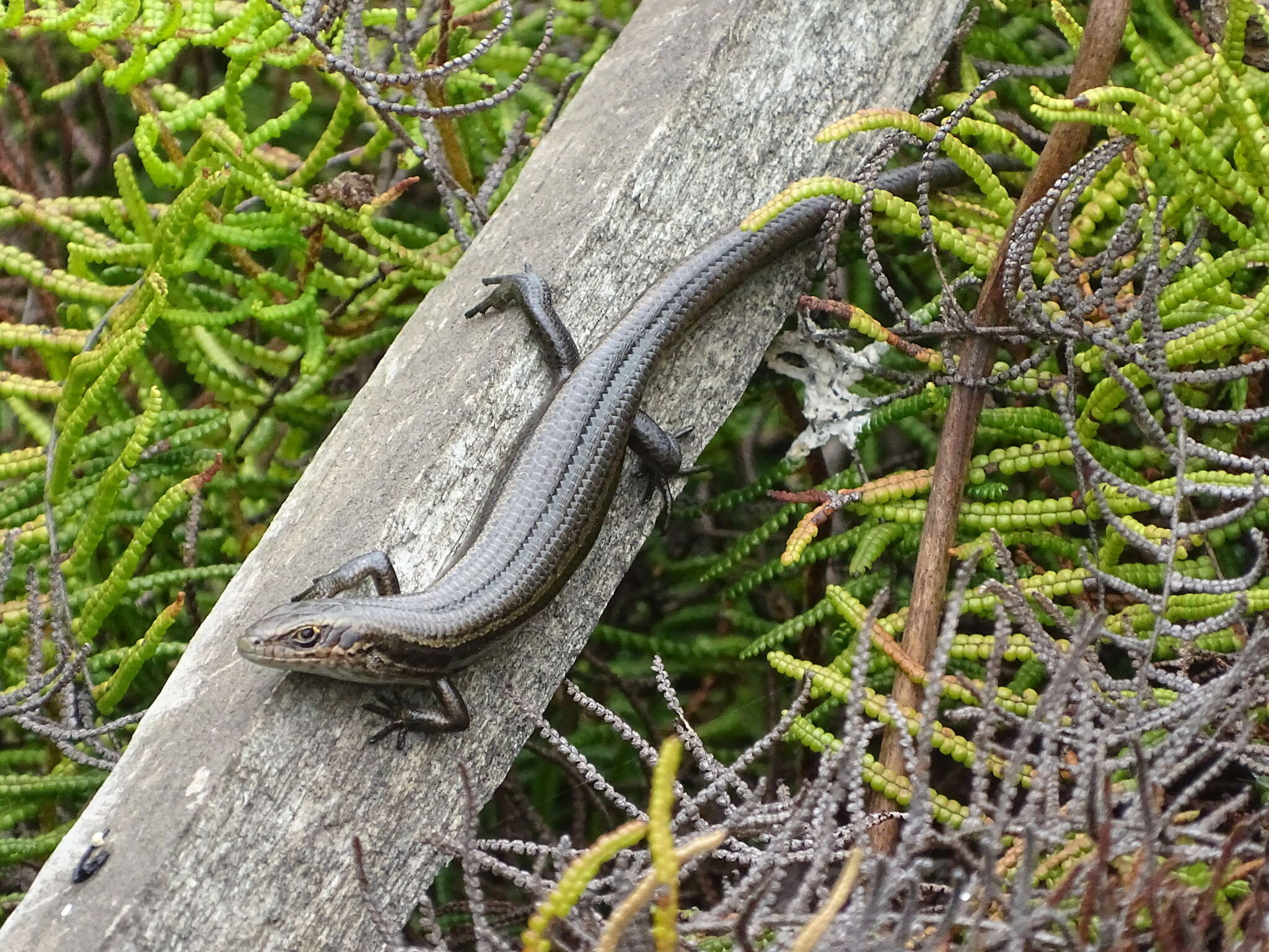 Image of Southern Grass Skink