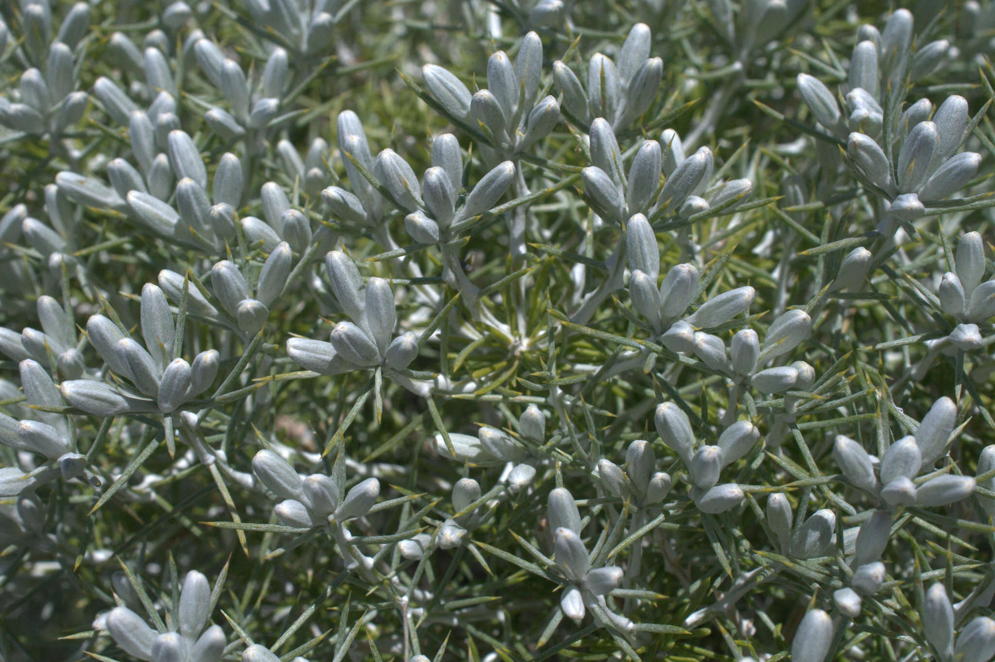 Image of striped cottonthorn