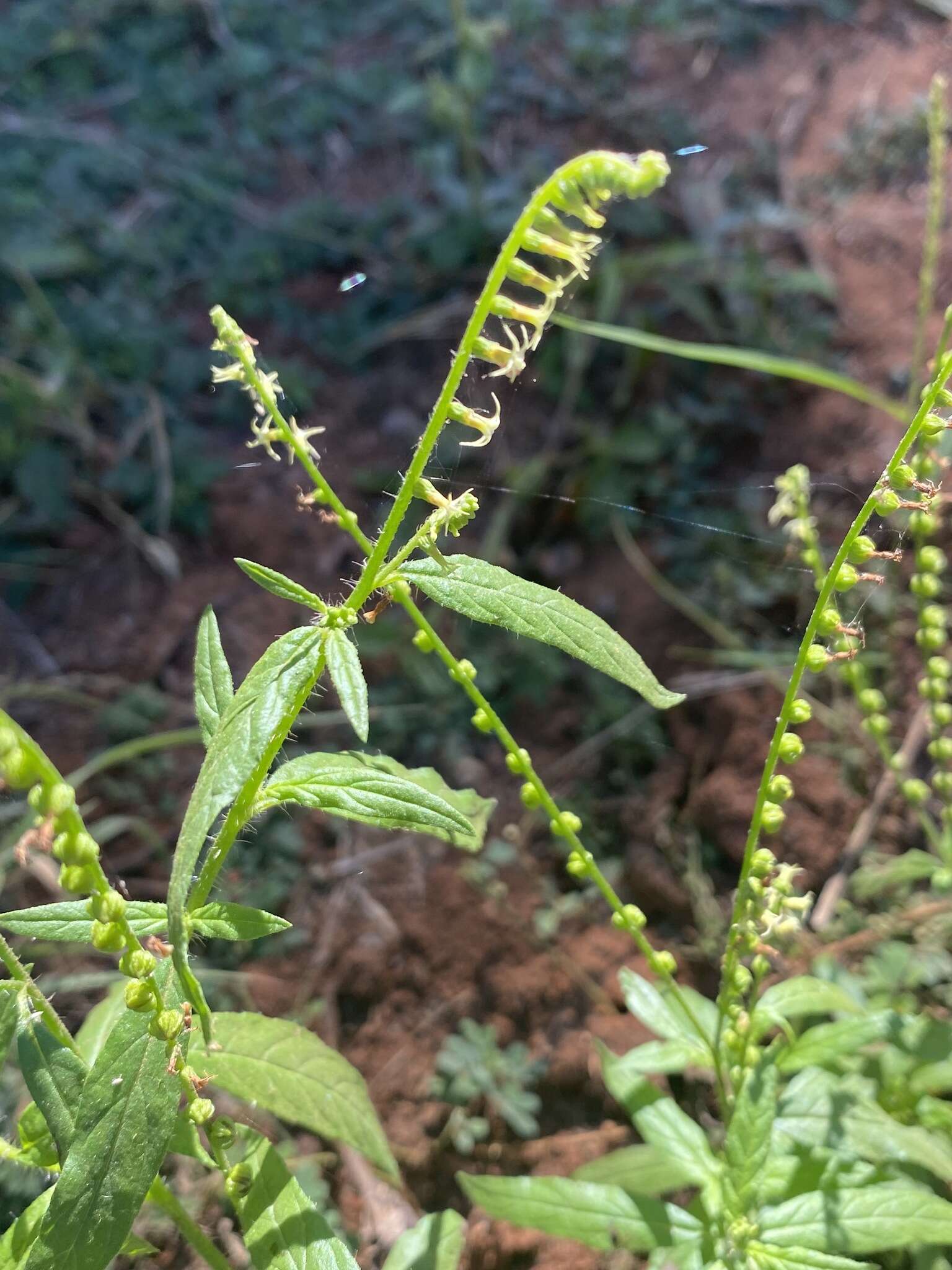 Heliotropium zeylanicum (Burm. fil.) Lam.的圖片